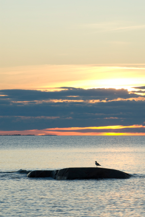 Lokki rantakivellä keskiyön auringossa