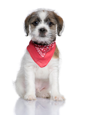 Kuvassa on sekarotuinen koira