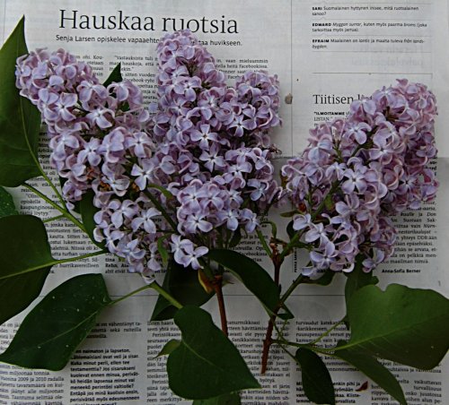 Fröken Senja opettaa ruotsia. Kuva lehden aukeamasta jossa syreeninoksa.